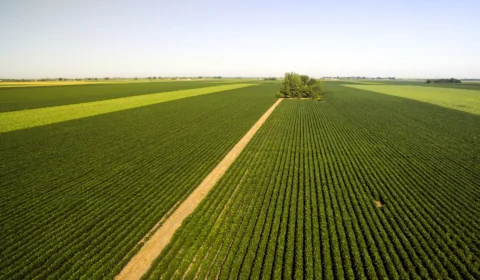 Soja responde por mais de 40% da receita da produção agrícola no Brasil, que não privilegia a alimentação da população