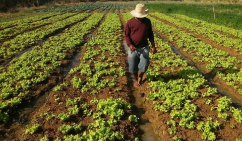 BNDES suspende linha de crédito para agricultura familiar
