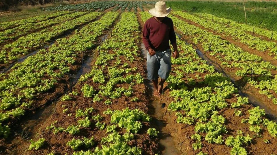 BNDES suspende linha de crédito para agricultura familiar
