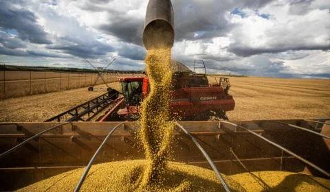 Levantamento aponta novo aumento de safras de soja e milho em 2022, mas feijão pode faltar nas prateleiras