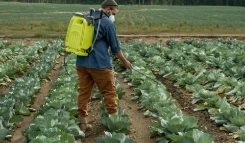 Países procuram soluções para os fertilizantes vindos da Rússia