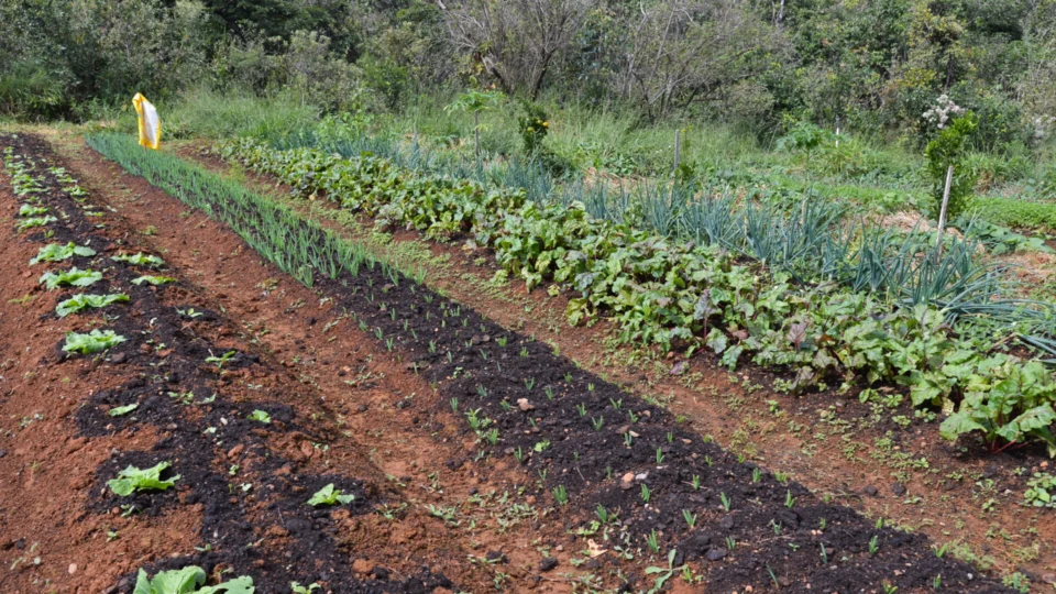 Produção de alimentos está menor no Brasil e no exterior. Safra de arroz e feijão registram incertezas de anos anteriores