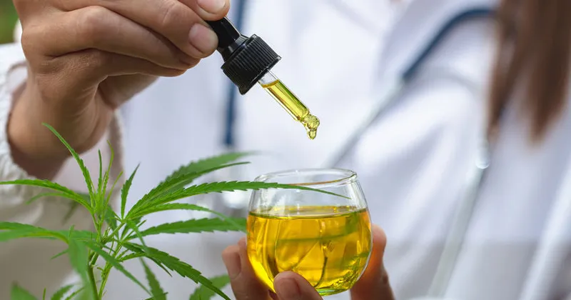 Avó é absolvida de tráfico após pais cultivarem cannabis medicinal para tratar a neta