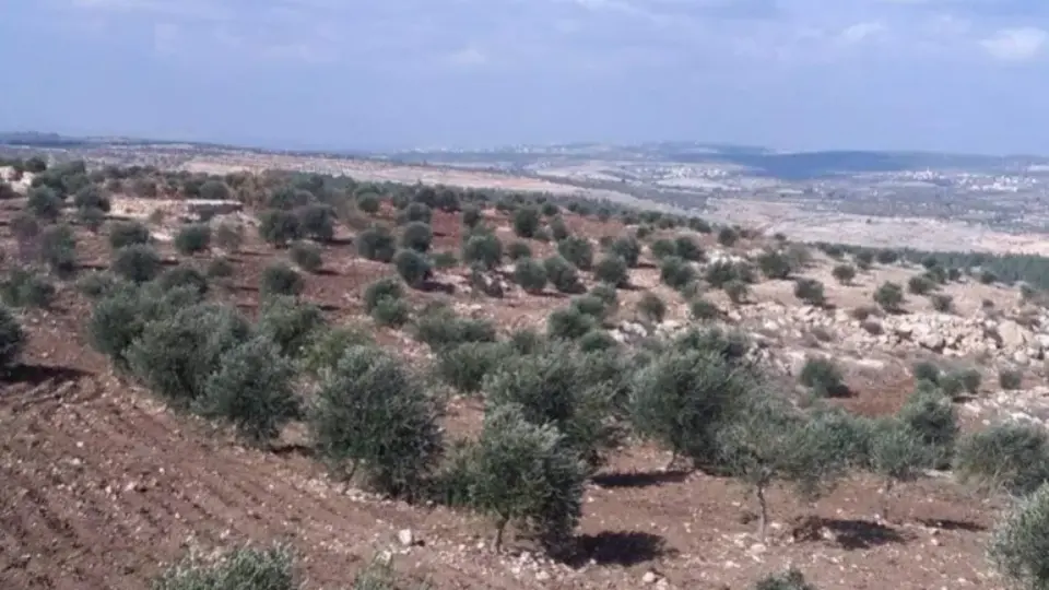Agricultores na Cisjordânia relatam incursões violentas de colonos israelenses