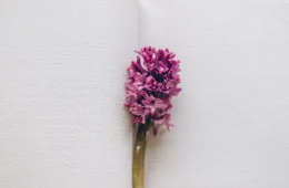 Um rapaz cego entrou no orquidário