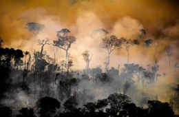 Terras de afrodescendentes e quilombolas têm até 55% menos desmatamento, diz estudo