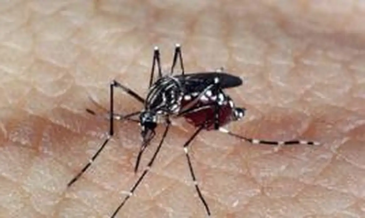 Chuvas no RS Dengue