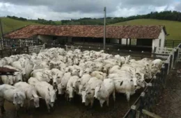 Governo brasileiro turbina negociação com União Europeia para evitar suspensão de venda da carne