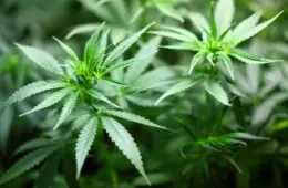 STF decide que usuário poderá possuir até 40 gramas de maconha
