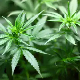 Companhias aéreas barram embarque de medicamentos de Cannabis dos EUA ao Brasil