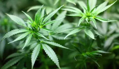 Por maioria, STF decide pela descriminalização da maconha para uso pessoal