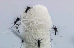 SUS vai oferecer teste rápido para diagnóstico da dengue