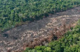 Ruralistas atacam norma contra desmatamento para intensificar plantio de soja na Amazônia