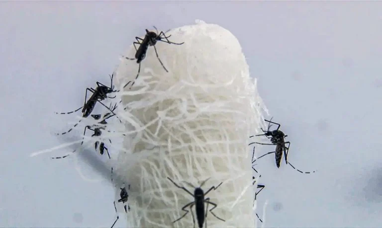 dengue