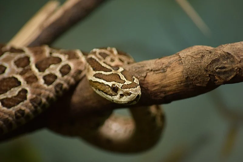 Foto da Cobra Urutu apoiada em um galho de árvore.