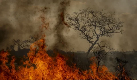 Mais de 80% dos incêndios em SP ocorreram em áreas da agropecuária, aponta estudo