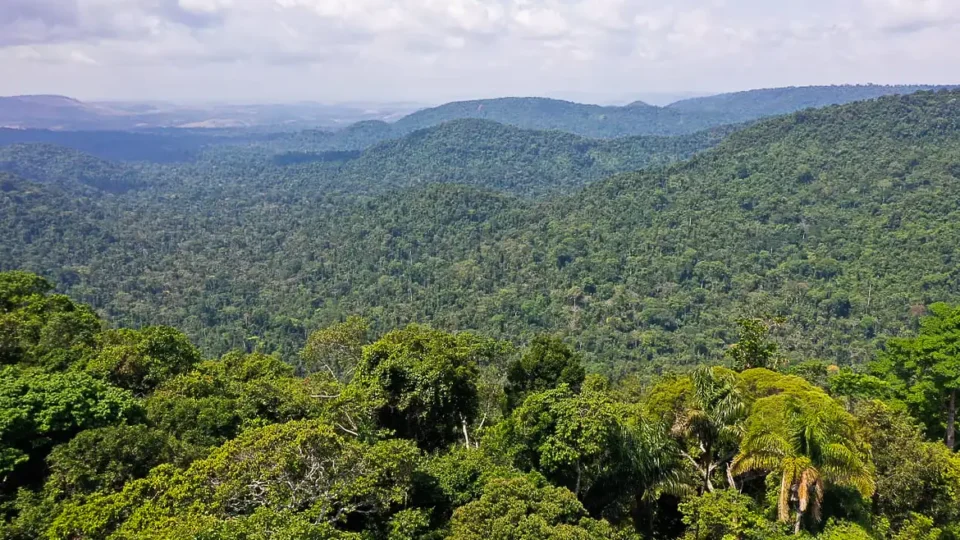 Saiba como títulos verdes possibilitam reflorestamento na Amazônia