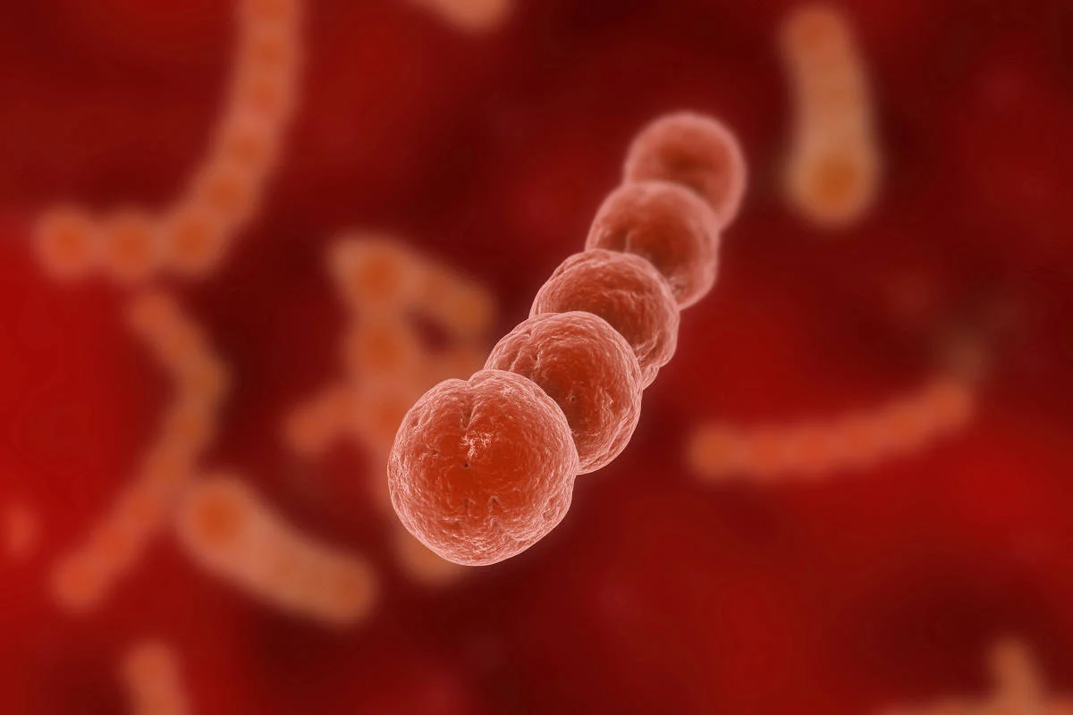 bactérias super-resistentes