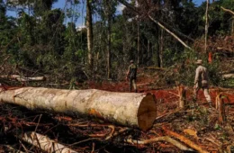 Amazônia tem 2º menor desmate do 1º trimestre de um ano; Cerrado vê derrubada crescer