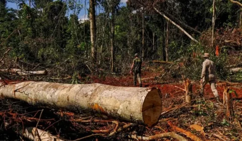 Amazônia tem 2º menor desmate do 1º trimestre de um ano; Cerrado vê derrubada crescer