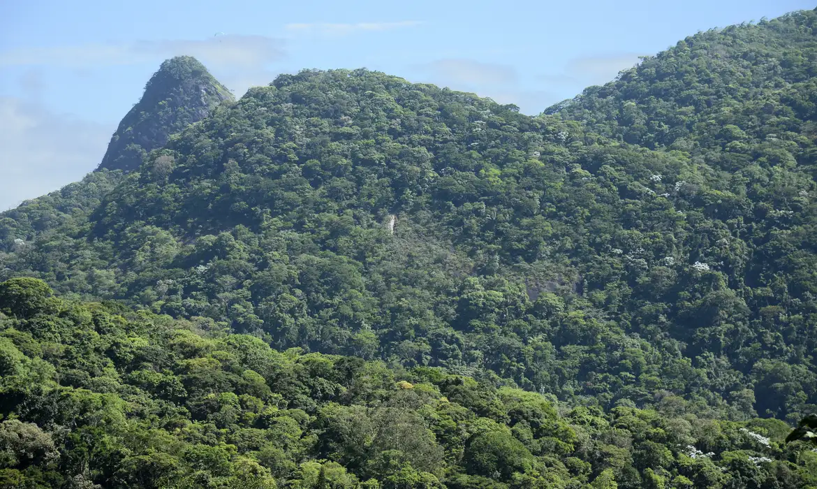 mata atlântica contra o desmatamento