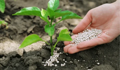 Preço dos fertilizantes dispara, mas efeito nos alimentos deve ser gradual