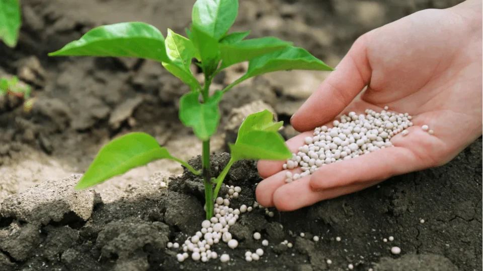 Preço dos fertilizantes dispara, mas efeito nos alimentos deve ser gradual