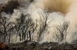 Cerrado em chamas: número de incêndios no bioma já ultrapassa total de focos registrados em 2023