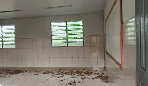 Morcegos infestam escolas no Xingu construídas para compensar Belo Monte