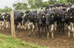 União Europeia proíbe importação de carne e produtos animais do Brasil