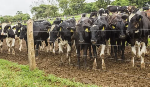 União Europeia proíbe importação de carne e produtos animais do Brasil