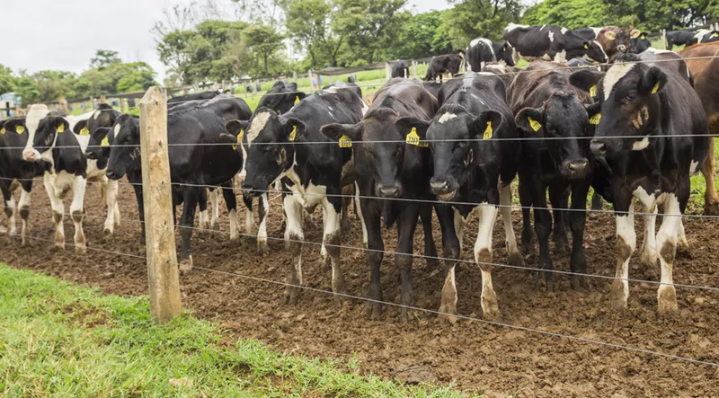 União Europeia proíbe importação de carne e produtos animais do Brasil
