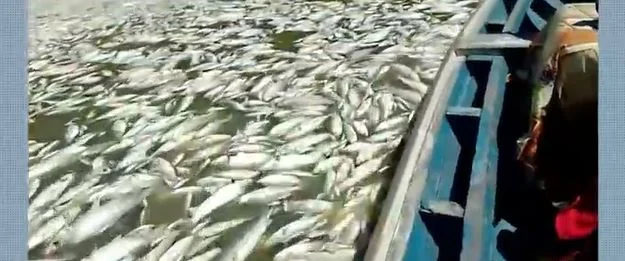 peixes Foto: reprodução/redes sociais