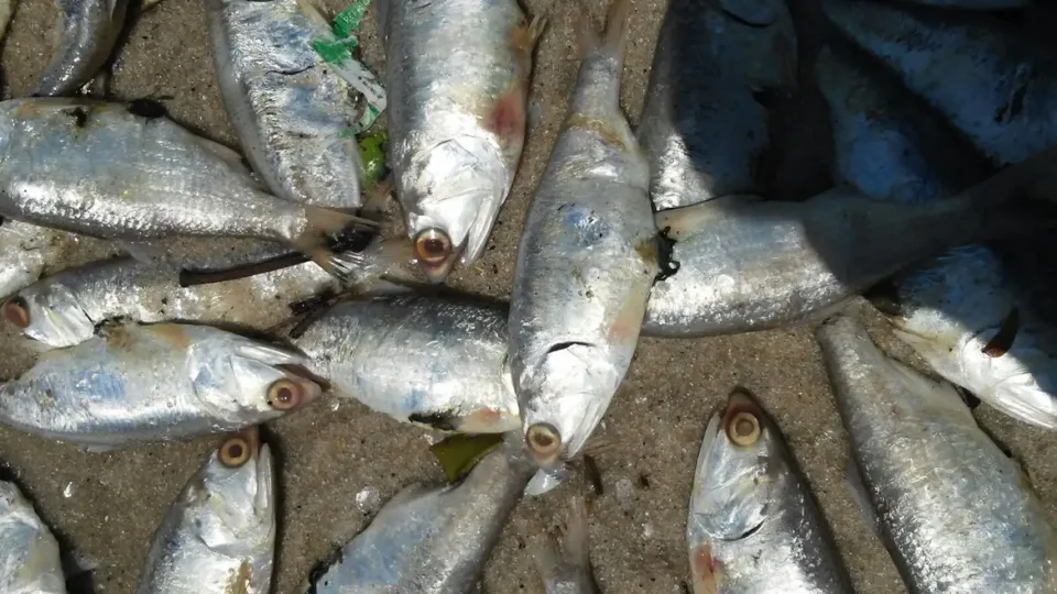Governo federal anuncia medidas para identificar causas de mortandade de peixes no Pará