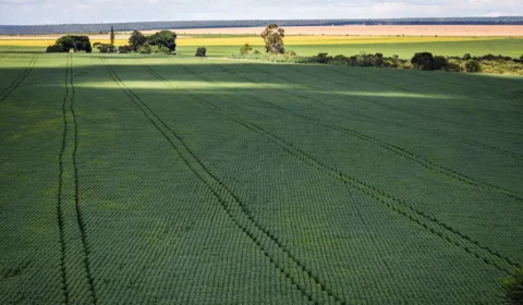 Em menos de quatro décadas, área destinada à soja cresce nove vezes
