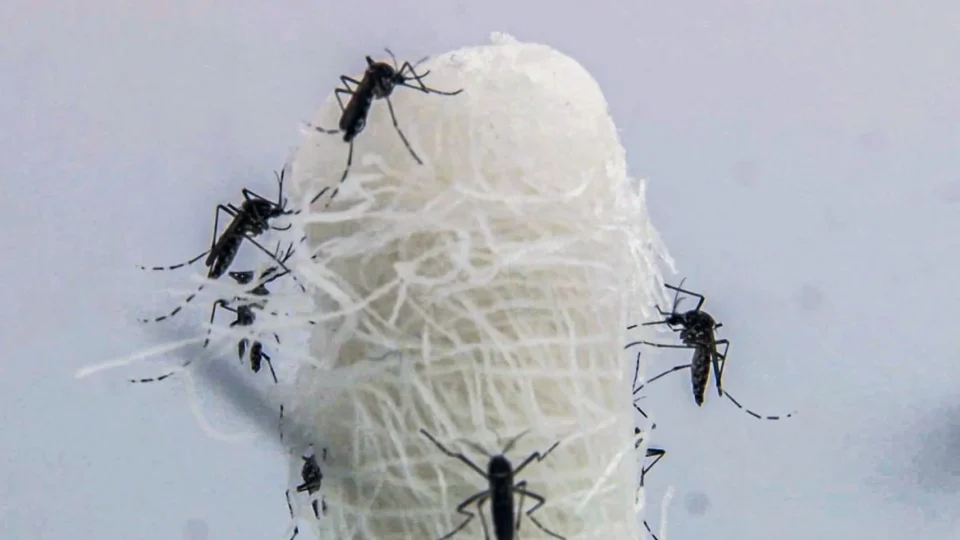O Brasil pode voltar a ter um alto número de casos de dengue em 2025?