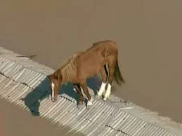 cavalo caramelo
