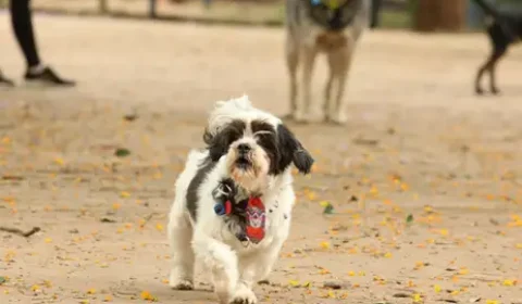 Animais domésticos terão direito a RG com cadastro nacional