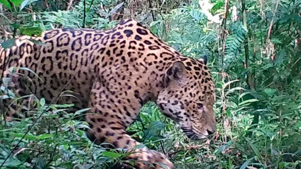 Assassinos de onças-pintadas: população de animais em floresta cai 77% em 10 anos