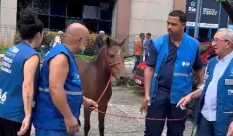 Égua é encontrada passeando na sede da Prefeitura do Rio