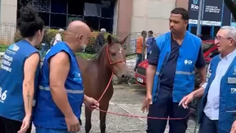 Égua é encontrada passeando na sede da Prefeitura do Rio
