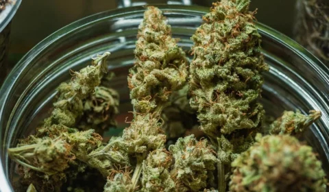 Justiça nega maioria dos pedidos por maconha medicinal gratuita no Brasil
