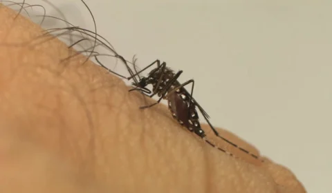 Saiba quem pode tomar a vacina contra a dengue em 2025 no SUS e na rede particular