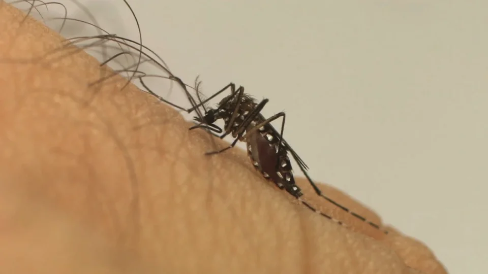 Saiba quem pode tomar a vacina contra a dengue em 2025 no SUS e na rede particular