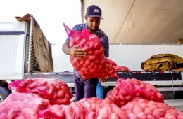 Conab aponta queda de preço da batata e alta da cebola e do tomate