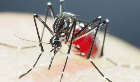 Estado de São Paulo decreta emergência por dengue em todo o território