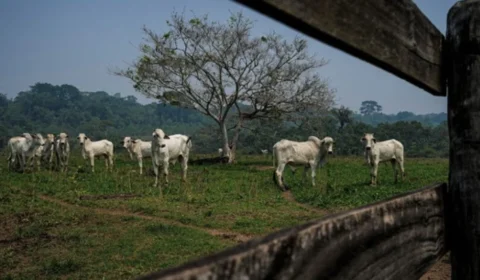 Segundo maior frigorífico do país lucra na Bolsa com lavagem de gado e desmatamento ilegal