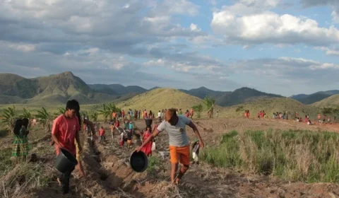 Indígenas plantam e recuperam 150 hectares de Mata Atlântica em Minas Gerais