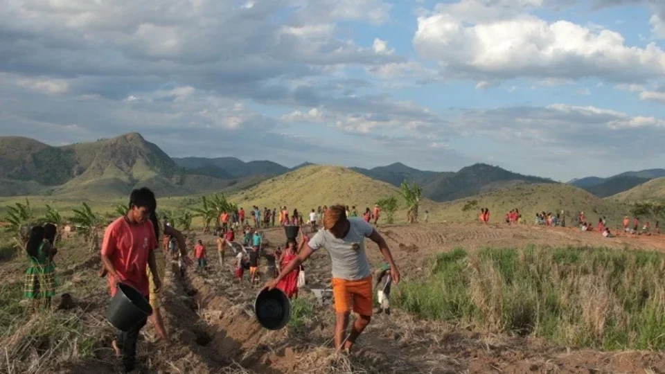Indígenas plantam e recuperam 150 hectares de Mata Atlântica em Minas Gerais