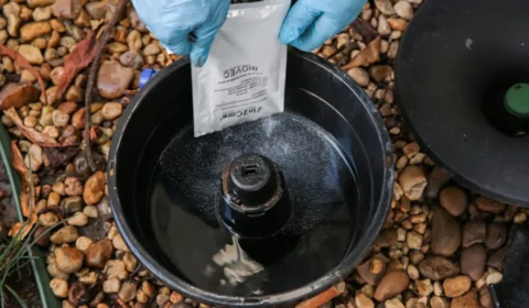 Controladoria de SP apura se armadilhas da prefeitura levaram ao aumento da dengue